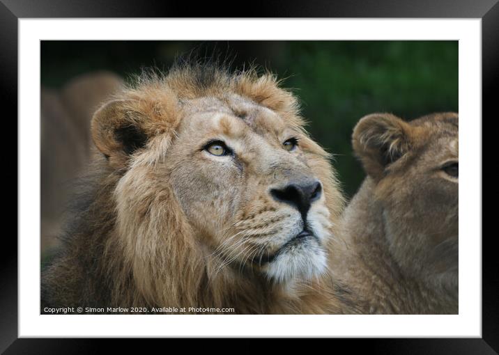 The Ferocity of the King Framed Mounted Print by Simon Marlow