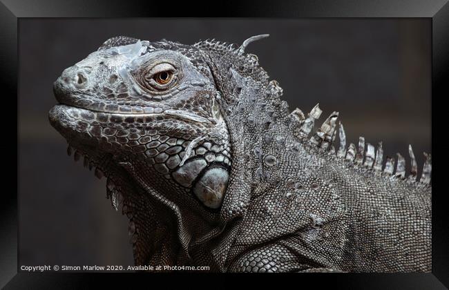 Detailed closeup of an Iguana Framed Print by Simon Marlow