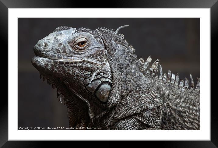 Detailed closeup of an Iguana Framed Mounted Print by Simon Marlow