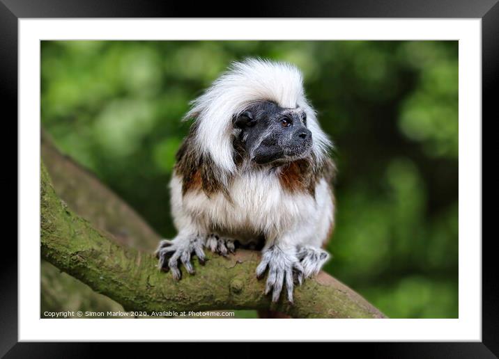 Cotton Top Tamarin Framed Mounted Print by Simon Marlow