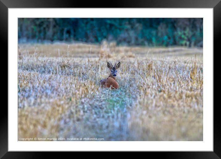Tranquil Deer Amidst Golden Stubble Framed Mounted Print by Simon Marlow