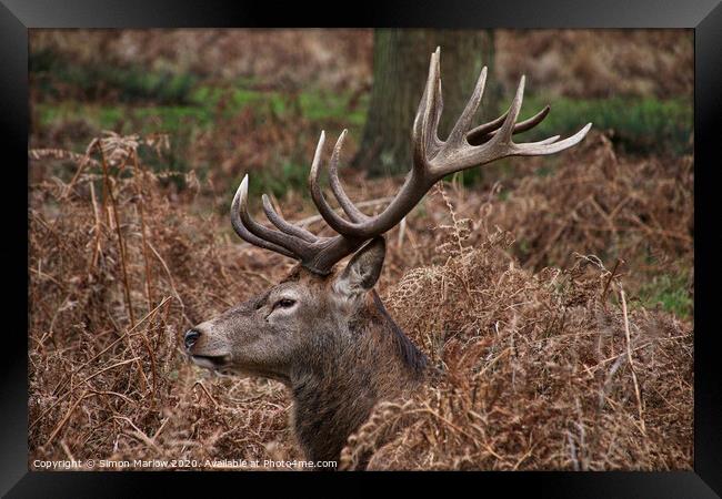 Majestic Stag resting in the ferns in Richmond Park Framed Print by Simon Marlow