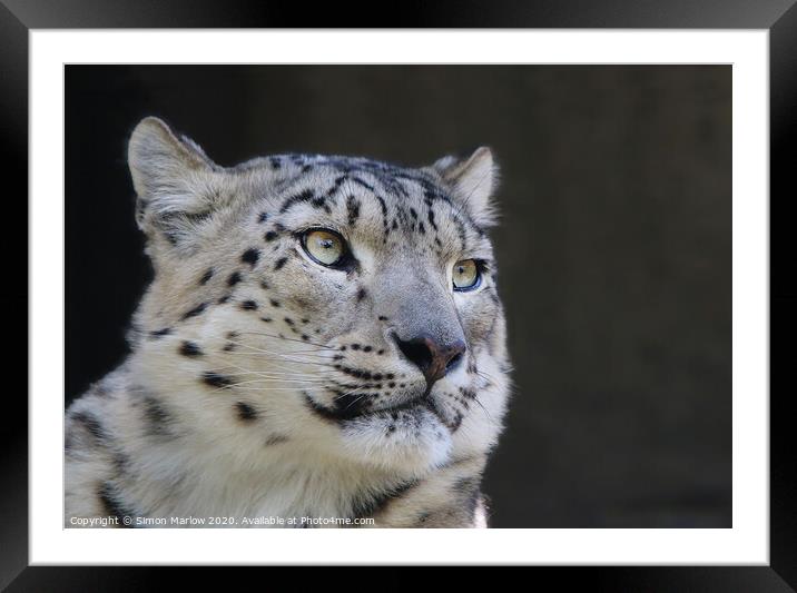Majestic Snow Leopard The King of the Mountains Framed Mounted Print by Simon Marlow