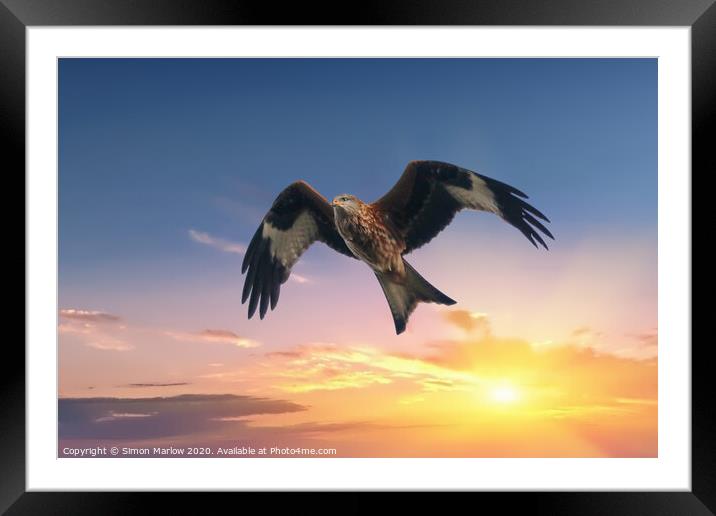 Red Kite against a sunset background Framed Mounted Print by Simon Marlow