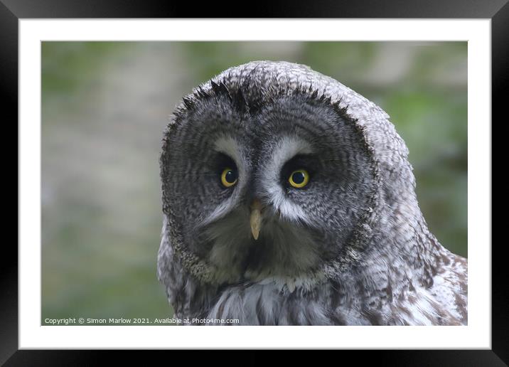 Great Grey Owl Framed Mounted Print by Simon Marlow