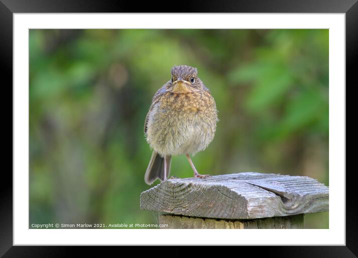 Young Robin perched on a fence Framed Mounted Print by Simon Marlow