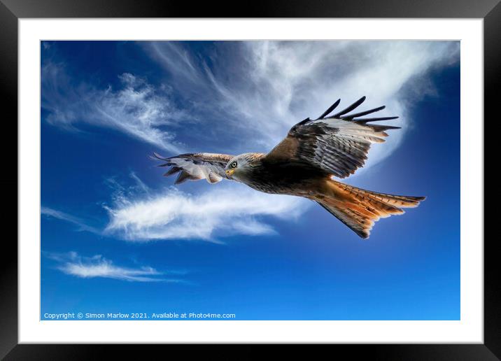Majestic Red Kite Soaring Freely Framed Mounted Print by Simon Marlow