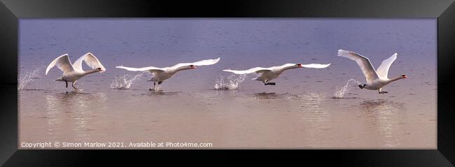 Majestic Swan taking off sequence Framed Print by Simon Marlow