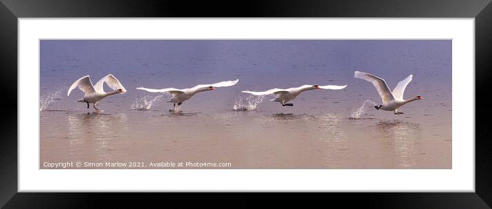 Majestic Swan taking off sequence Framed Mounted Print by Simon Marlow