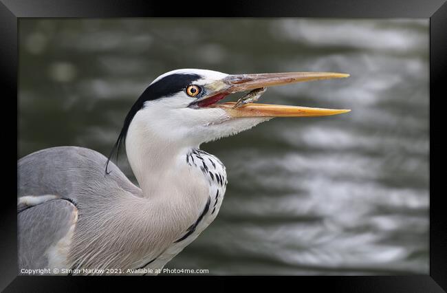 Grey Heron with a fish Framed Print by Simon Marlow