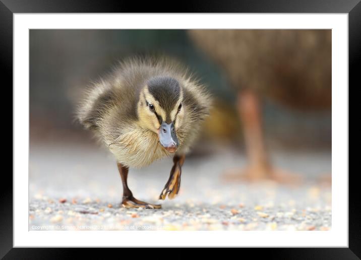Young Mallard Duckling walking on the ground Framed Mounted Print by Simon Marlow