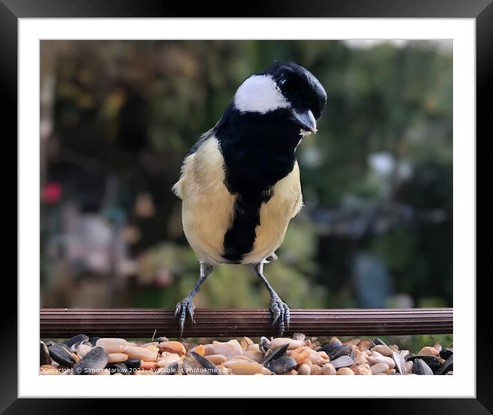 Inquisitive Great Tit Peering In Framed Mounted Print by Simon Marlow