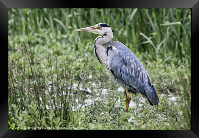 Majestic Grey Heron Surveys the Waters Framed Print by Simon Marlow