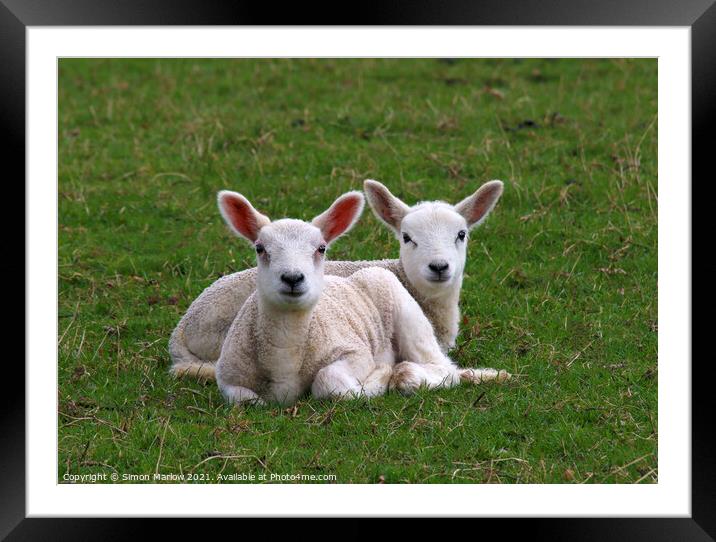 A pair of spring Lambs in a field Framed Mounted Print by Simon Marlow