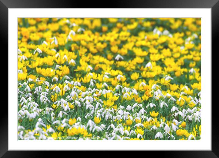 Spring Yellow Aconites and Common Snowdrops Framed Mounted Print by Simon Marlow