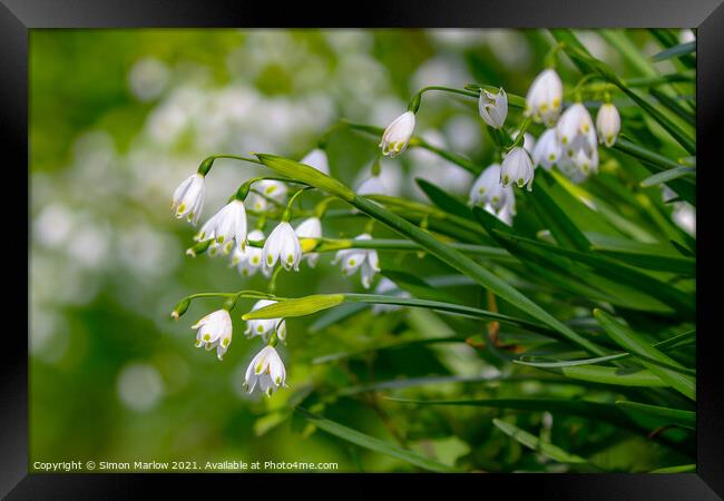 Enchanting Meadow Snowdrops Framed Print by Simon Marlow