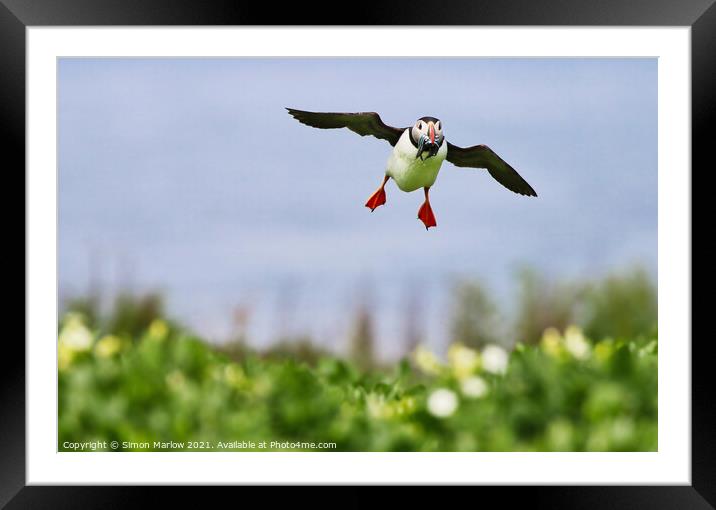 Puffin coming into land with food Framed Mounted Print by Simon Marlow