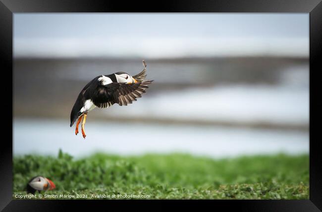 Majestic Puffin Landing in Northumberland Framed Print by Simon Marlow