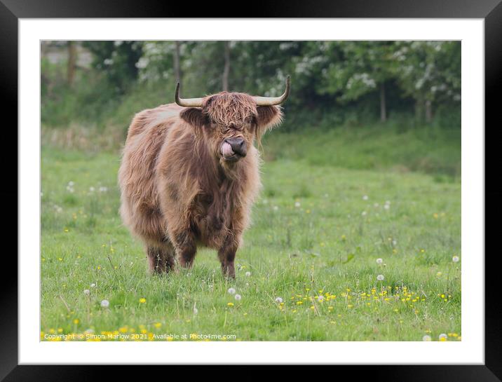 Highland Cow with it's tongue up it's nose Framed Mounted Print by Simon Marlow