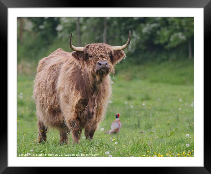 Highland Cow in a green field with a Pheasant Framed Mounted Print by Simon Marlow