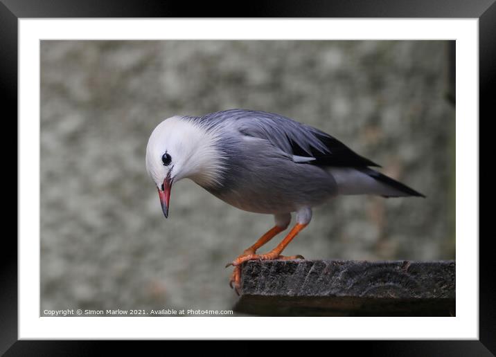 Red Billed Starling in Vietnam Framed Mounted Print by Simon Marlow
