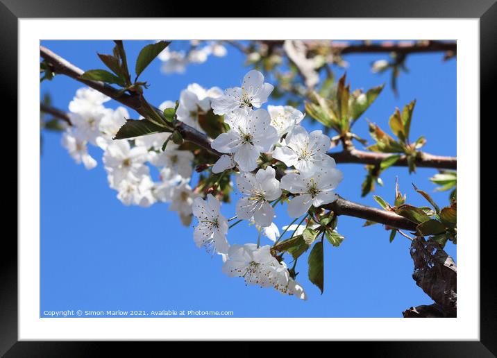 Spring Cherry Blossom Framed Mounted Print by Simon Marlow