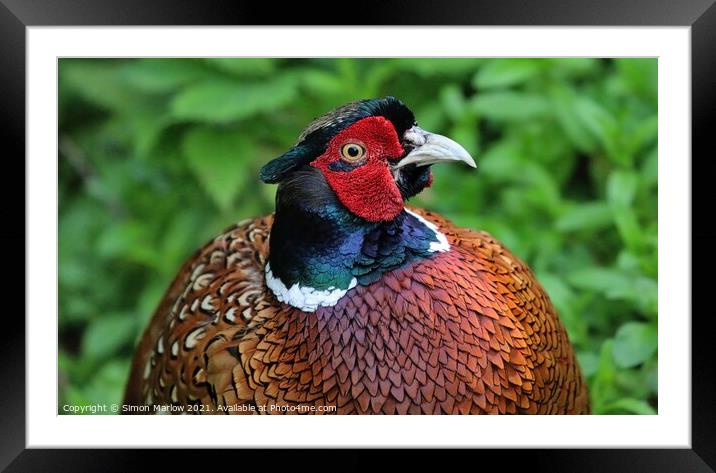 Majestic Pheasant Portrait Framed Mounted Print by Simon Marlow