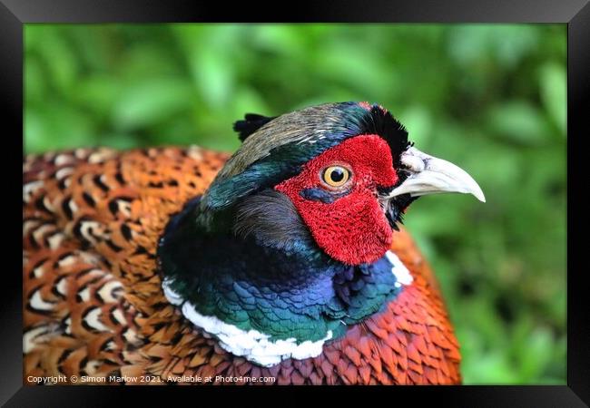 Pheasant close-up Framed Print by Simon Marlow