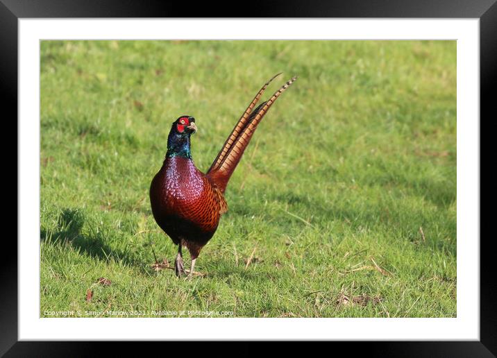 Majestic Male Pheasant Framed Mounted Print by Simon Marlow