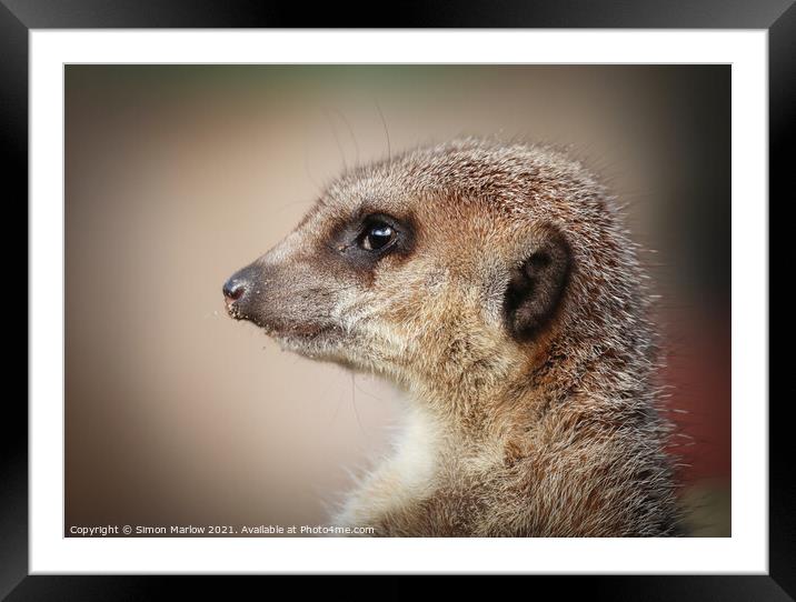 Meerkat on the lookout Framed Mounted Print by Simon Marlow