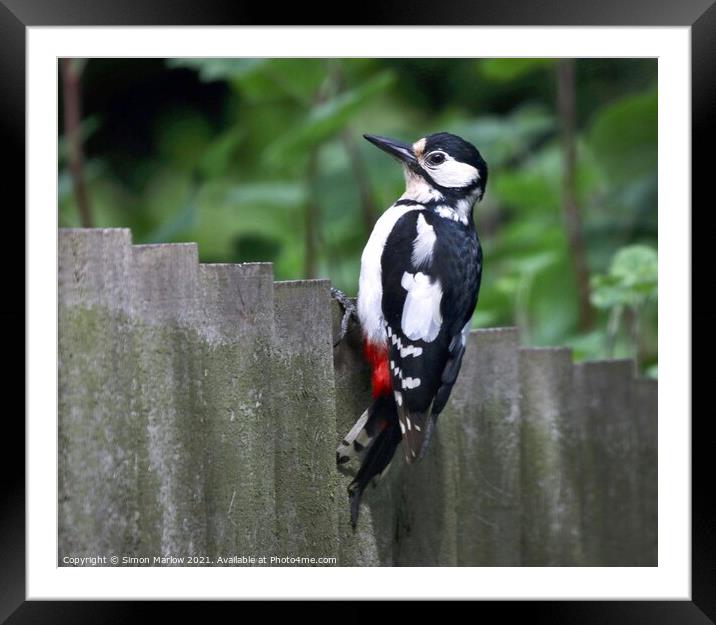 Woodpecker Framed Mounted Print by Simon Marlow