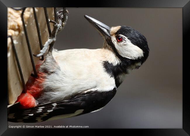 Majestic Great Spotted Woodpecker Framed Print by Simon Marlow