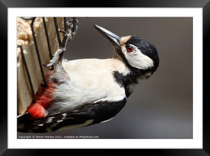 Majestic Great Spotted Woodpecker Framed Mounted Print by Simon Marlow