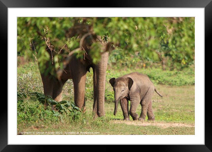 Sri Lanka Elephants Framed Mounted Print by Simon Marlow