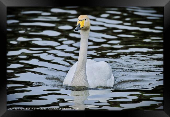 Graceful Bewick Swan Gliding on Water Framed Print by Simon Marlow