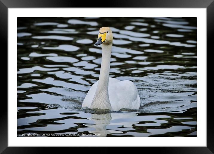 Graceful Bewick Swan Gliding on Water Framed Mounted Print by Simon Marlow