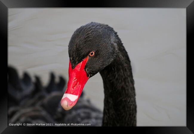 Majestic Beauty of the Black Swan Framed Print by Simon Marlow