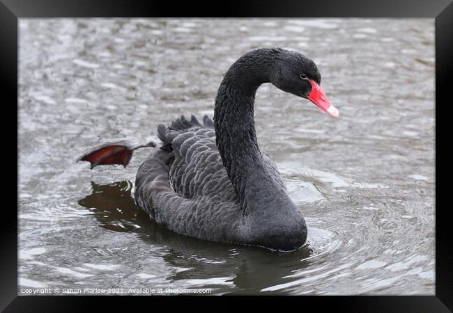 swan Framed Print by Simon Marlow