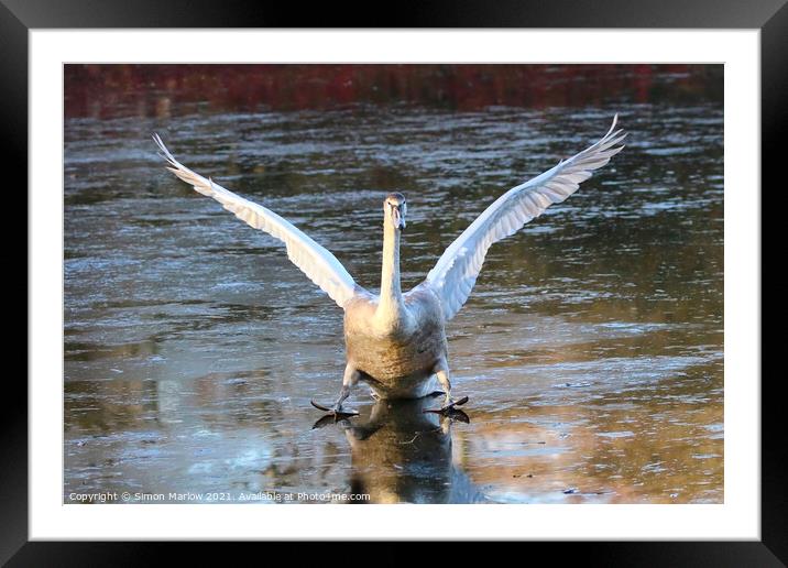 Swan landing on ice Framed Mounted Print by Simon Marlow