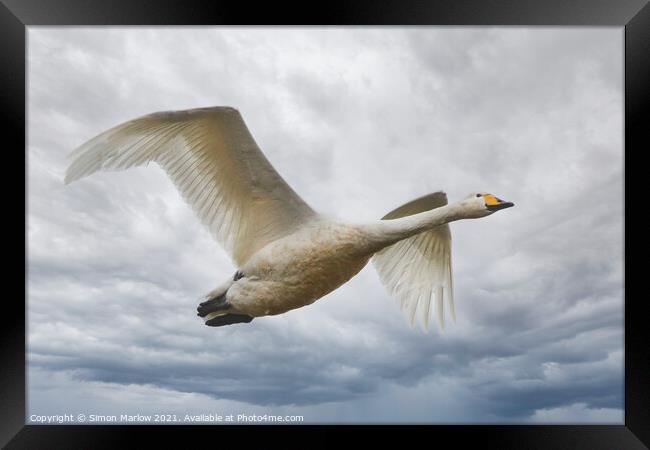 Whooper Swan in flight Framed Print by Simon Marlow