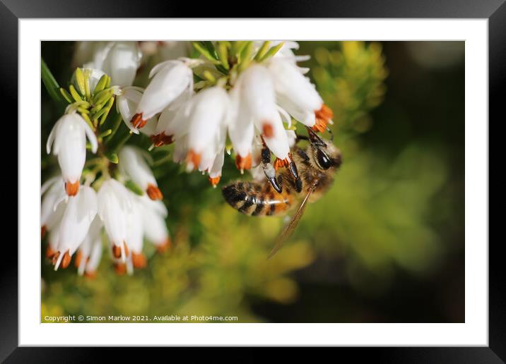 Spring Bee enjoying the garden Scottish Heather Framed Mounted Print by Simon Marlow