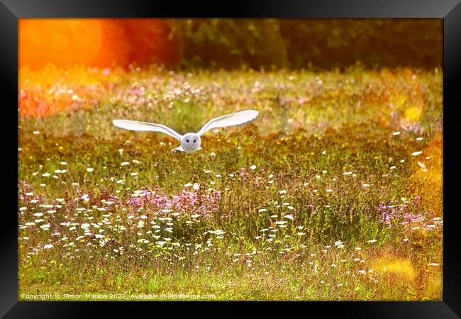 Majestic Barn Owl in its Natural Habitat Framed Print by Simon Marlow