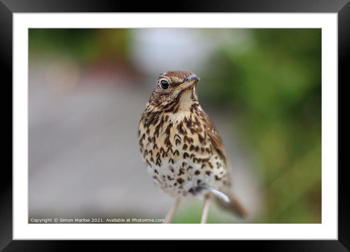 Song Thrush Framed Mounted Print by Simon Marlow