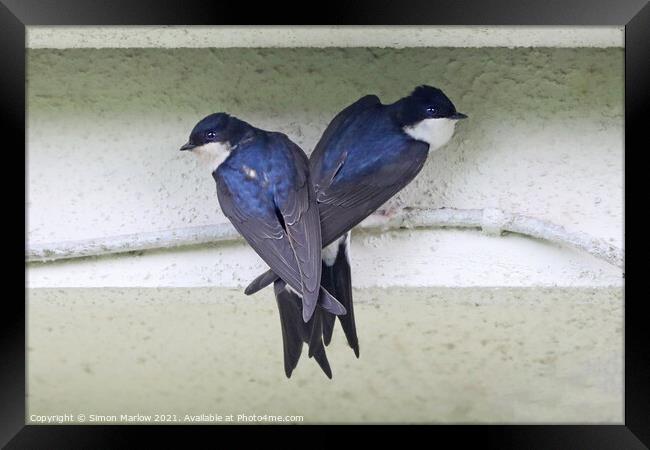 House Martin Framed Print by Simon Marlow