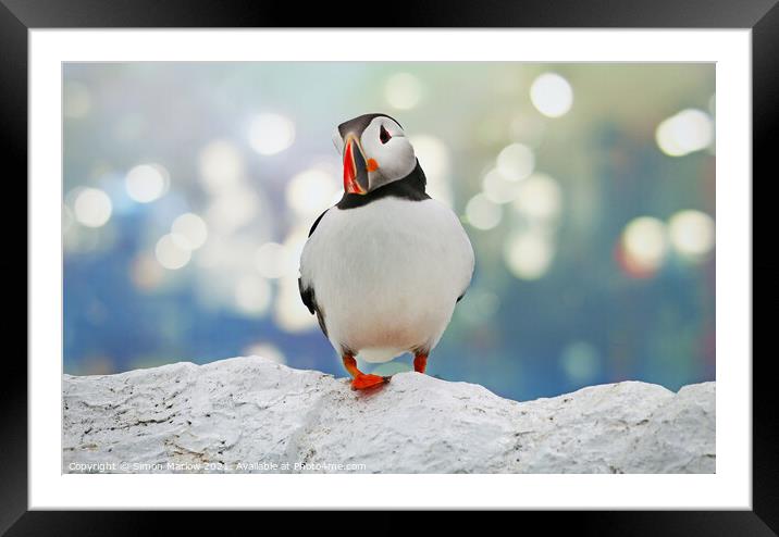 Puffin Framed Mounted Print by Simon Marlow