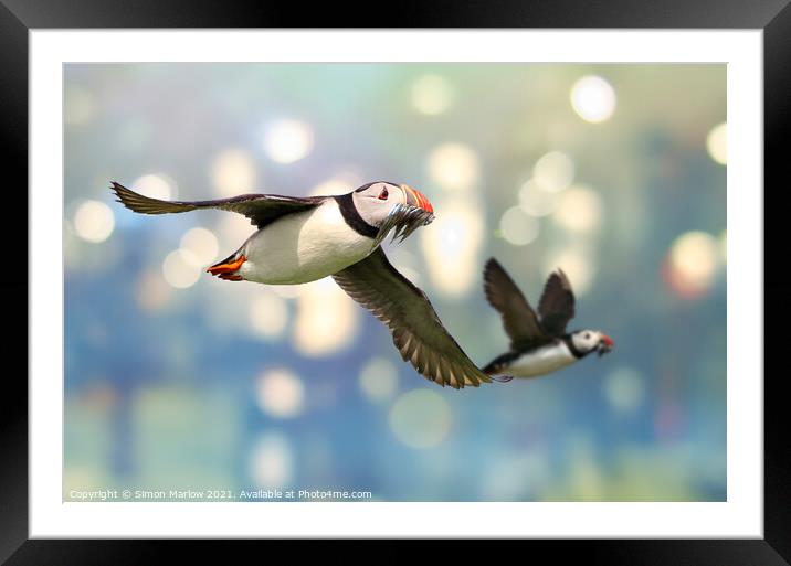 Colourful Atlantic Puffin in Flight Framed Mounted Print by Simon Marlow