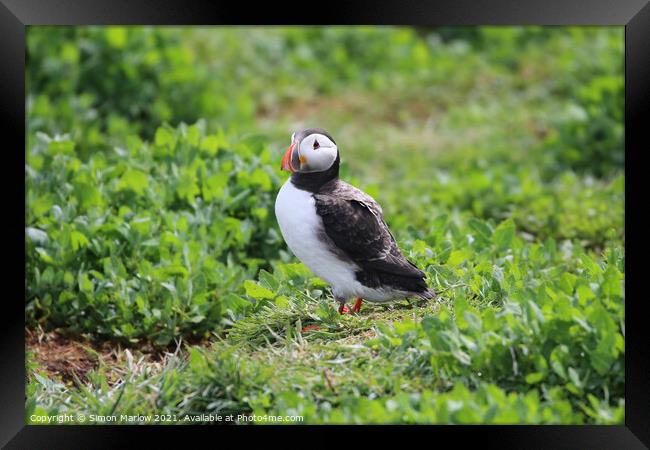 Puffin Framed Print by Simon Marlow