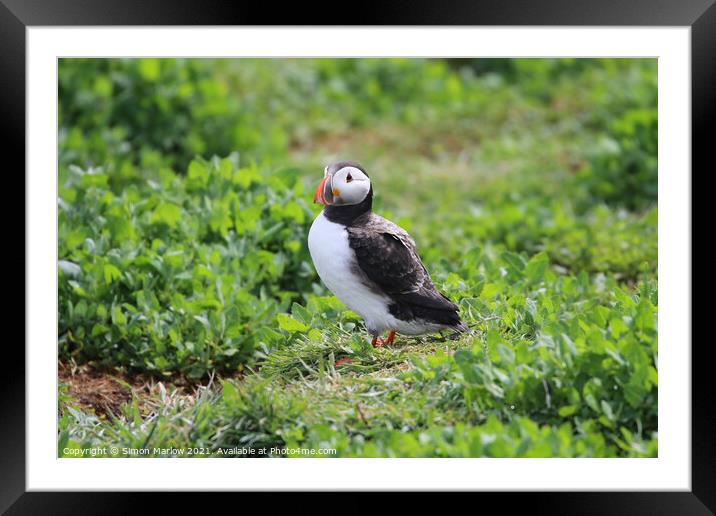 Puffin Framed Mounted Print by Simon Marlow