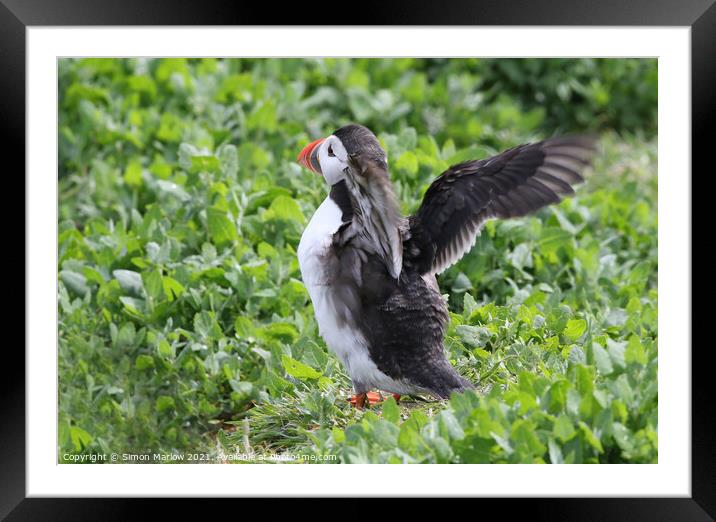 Majestic Atlantic Puffin on Northumberland Cliffs Framed Mounted Print by Simon Marlow
