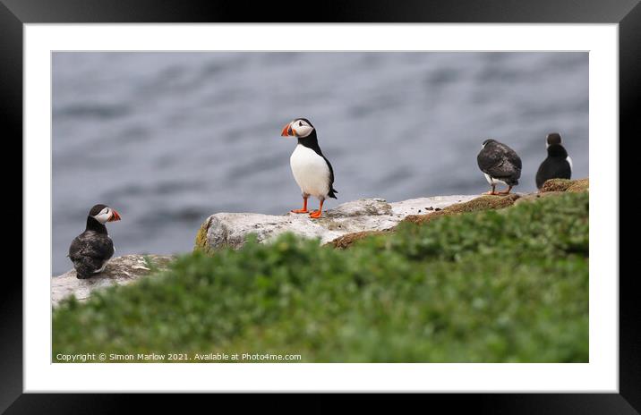 Majestic Atlantic Puffins Framed Mounted Print by Simon Marlow